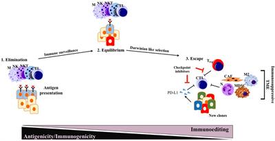 Immune Checkpoint Inhibition for Pancreatic Ductal Adenocarcinoma: Current Limitations and Future Options